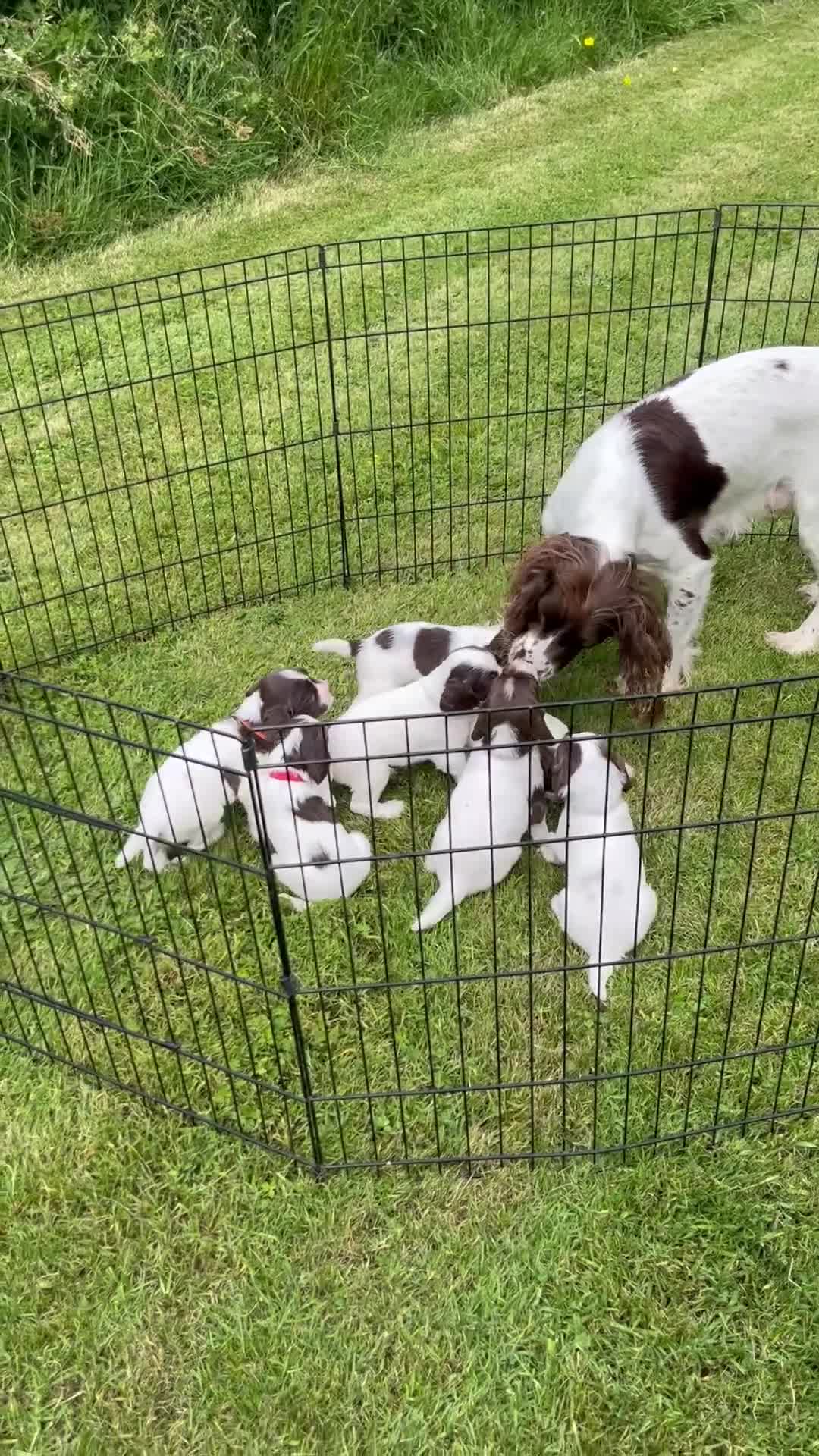 English Springer Spaniel dogs for sale: FTCh x OFTW dog puppy available  - Video 1