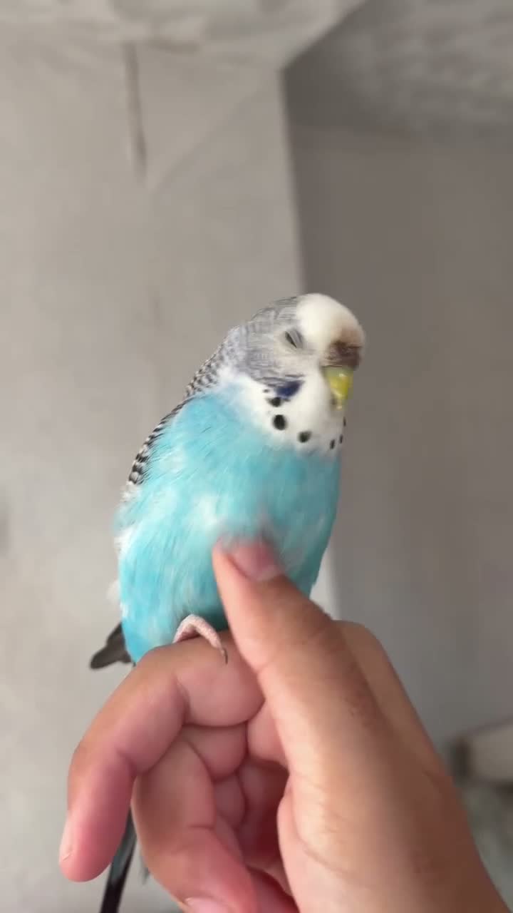 Budgerigars birds for sale: Female budgie for sale  - Video 2