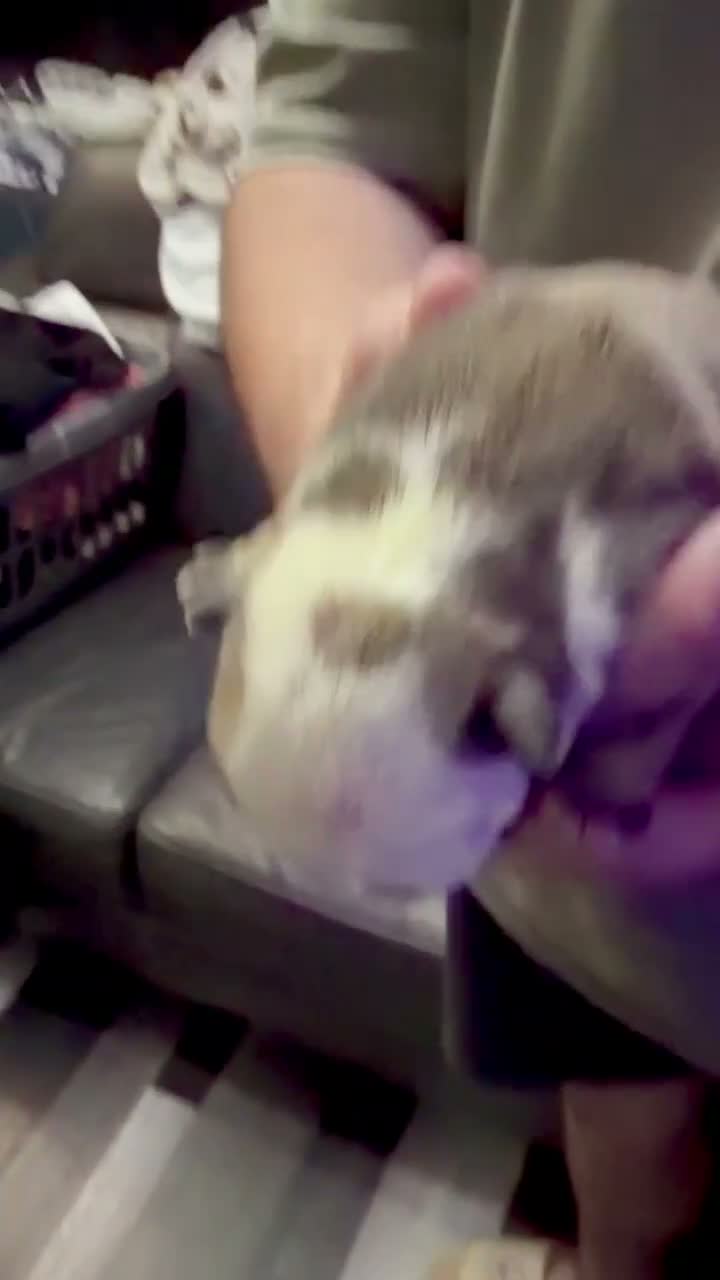 English Bulldog dogs for sale: Beautiful Litter - Health Tested Parents-13 Champs - Video 1