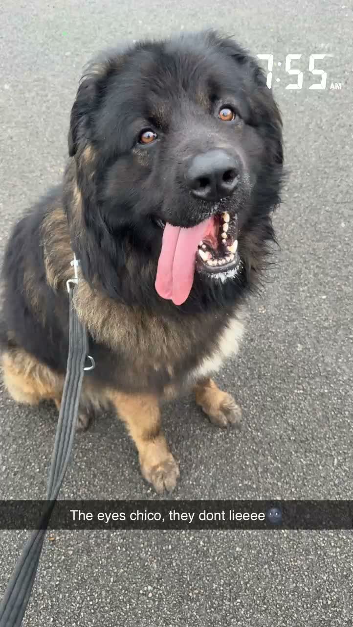 Mixed Breed dogs for sale: Caucasian shepherd x american akita in Burnley - Video 1
