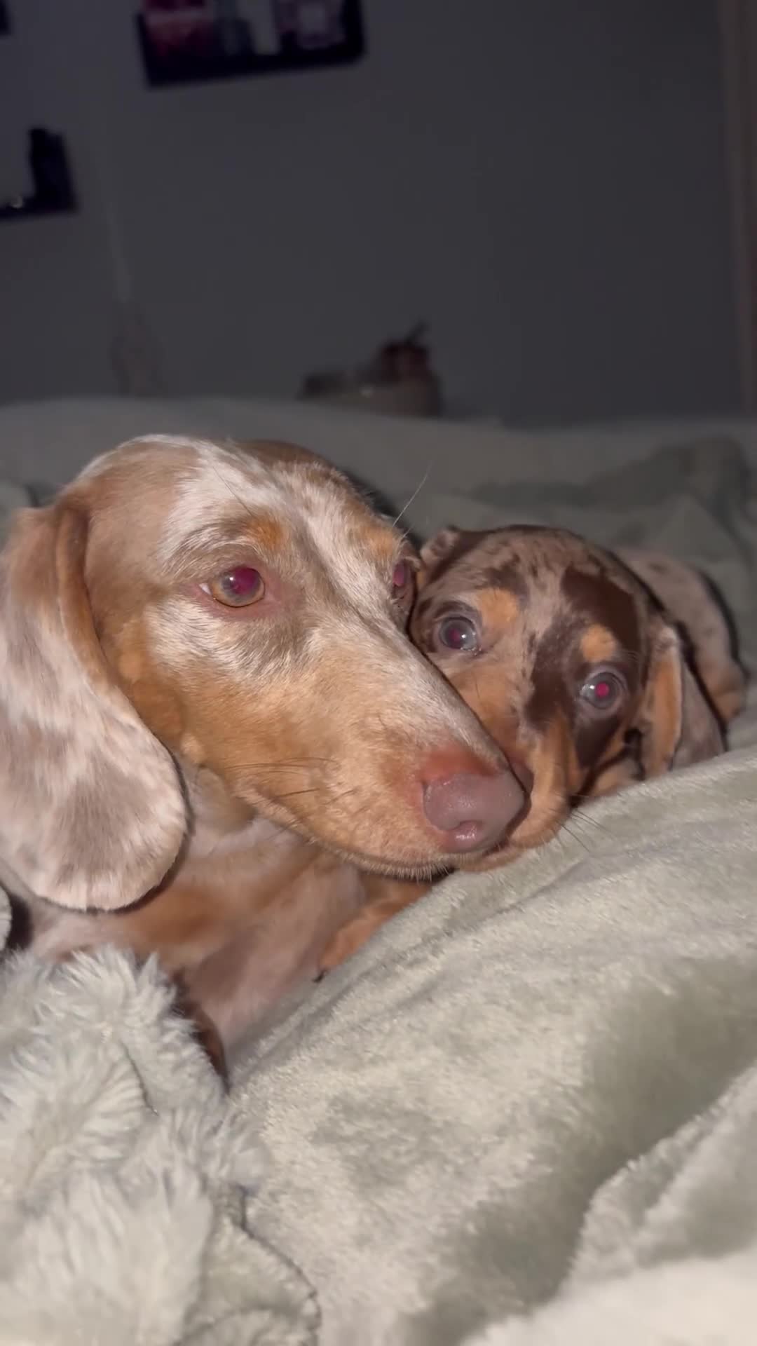 Miniature Dachshund dogs for sale: Miniature Dachshund dapple 1 boy 1 girl  in Skelmersdale - Video 3
