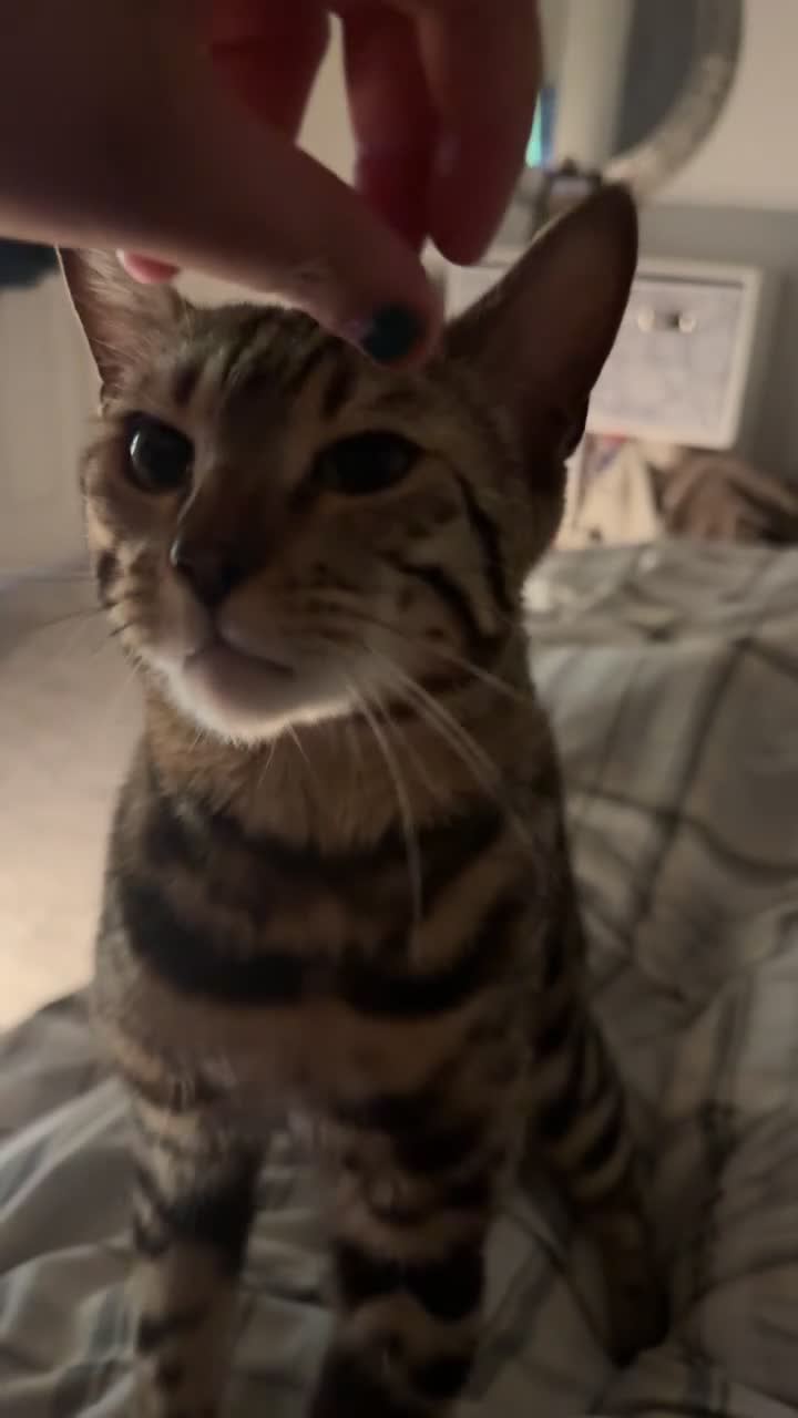 Bengal cats for sale: Bengal boy  in Preston - Video 1