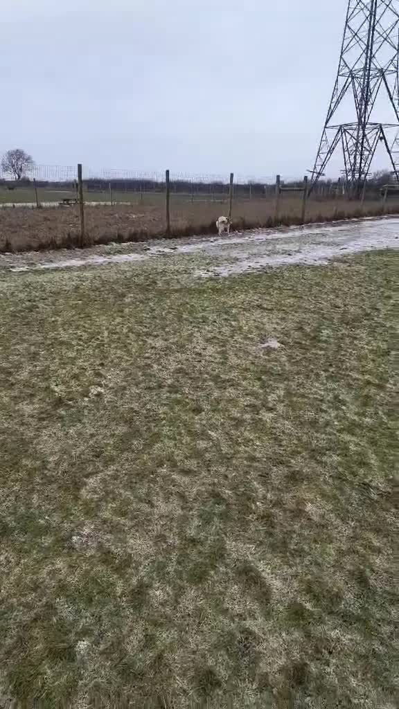 Siberian Husky dogs for sale: Husky x Malamute  - Video 1