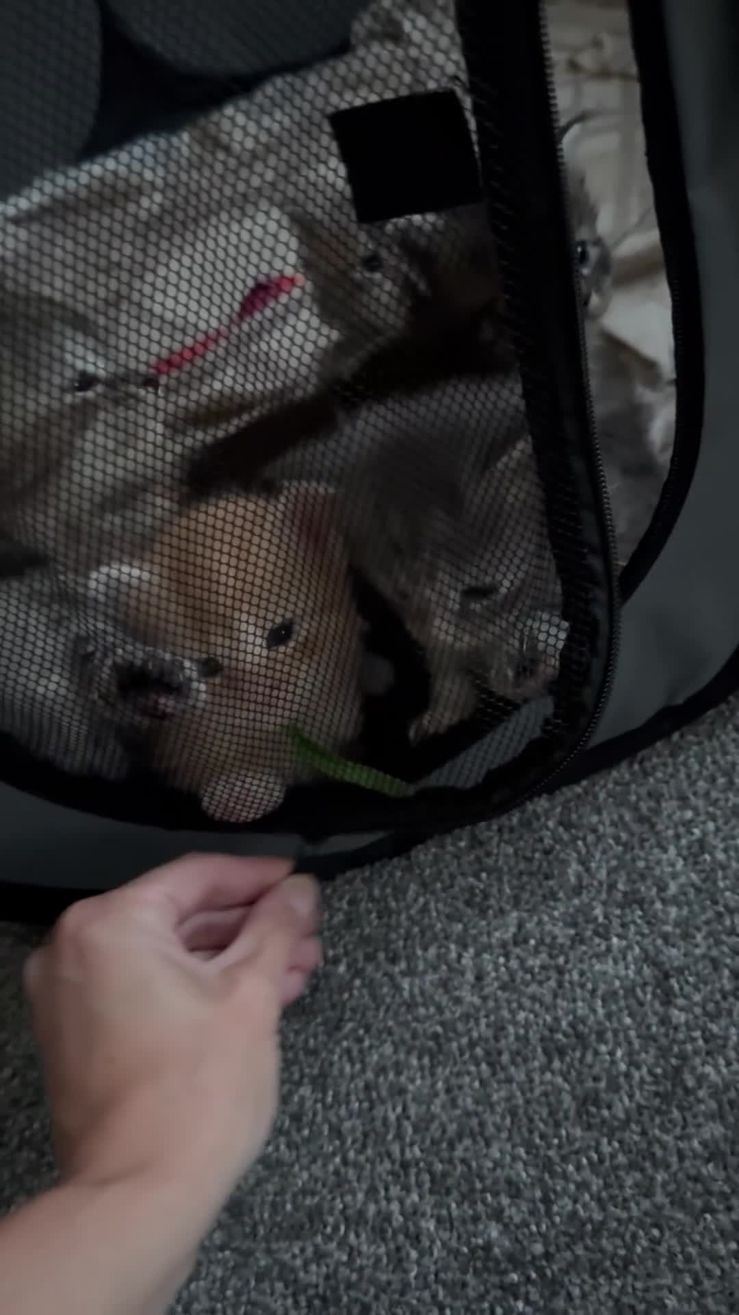 Maine Coon cats for sale: Stunning litter of 7 Maine coons!  - Video 1