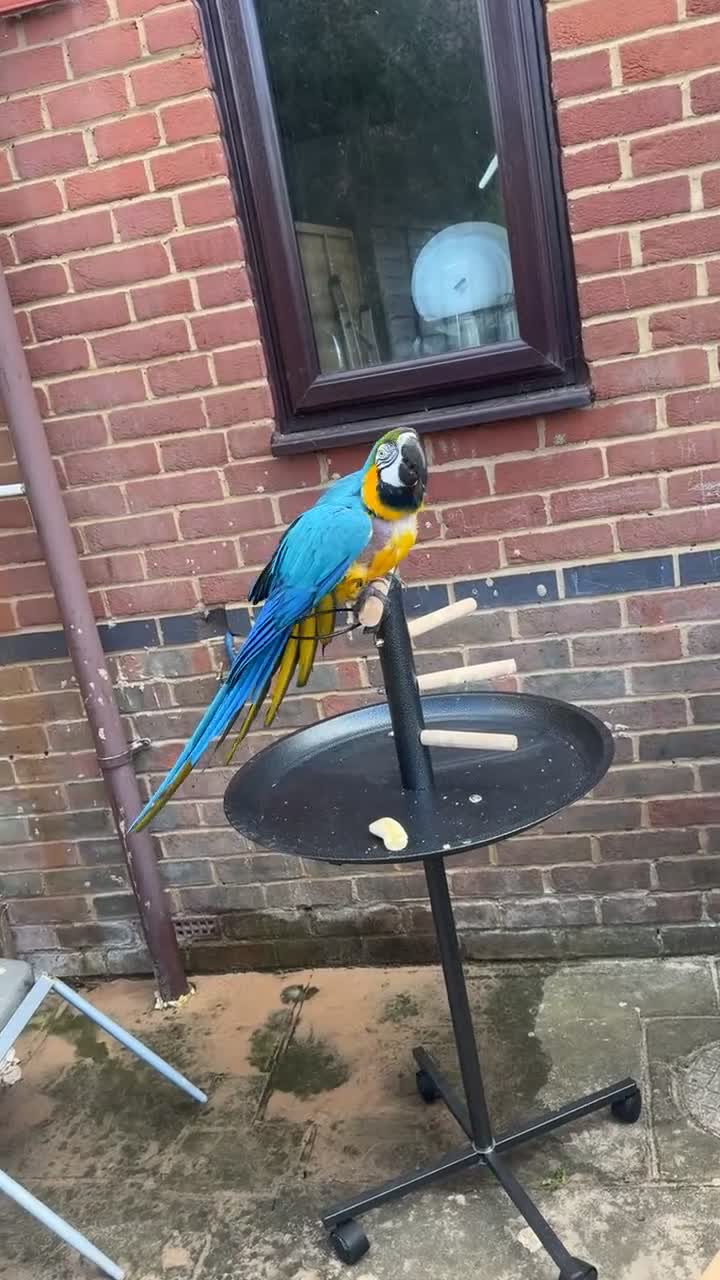 Macaws birds for sale: Stunning talking tame macaw for sale  - Video 1