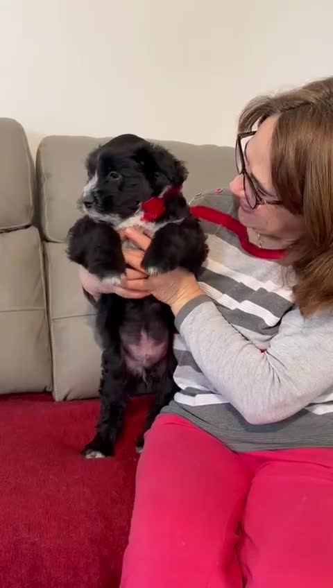 Mixed Breed dogs for adoption: 🐾💙FINLEY, a Small Boy with a Big Personality💙🐾 - Video 2