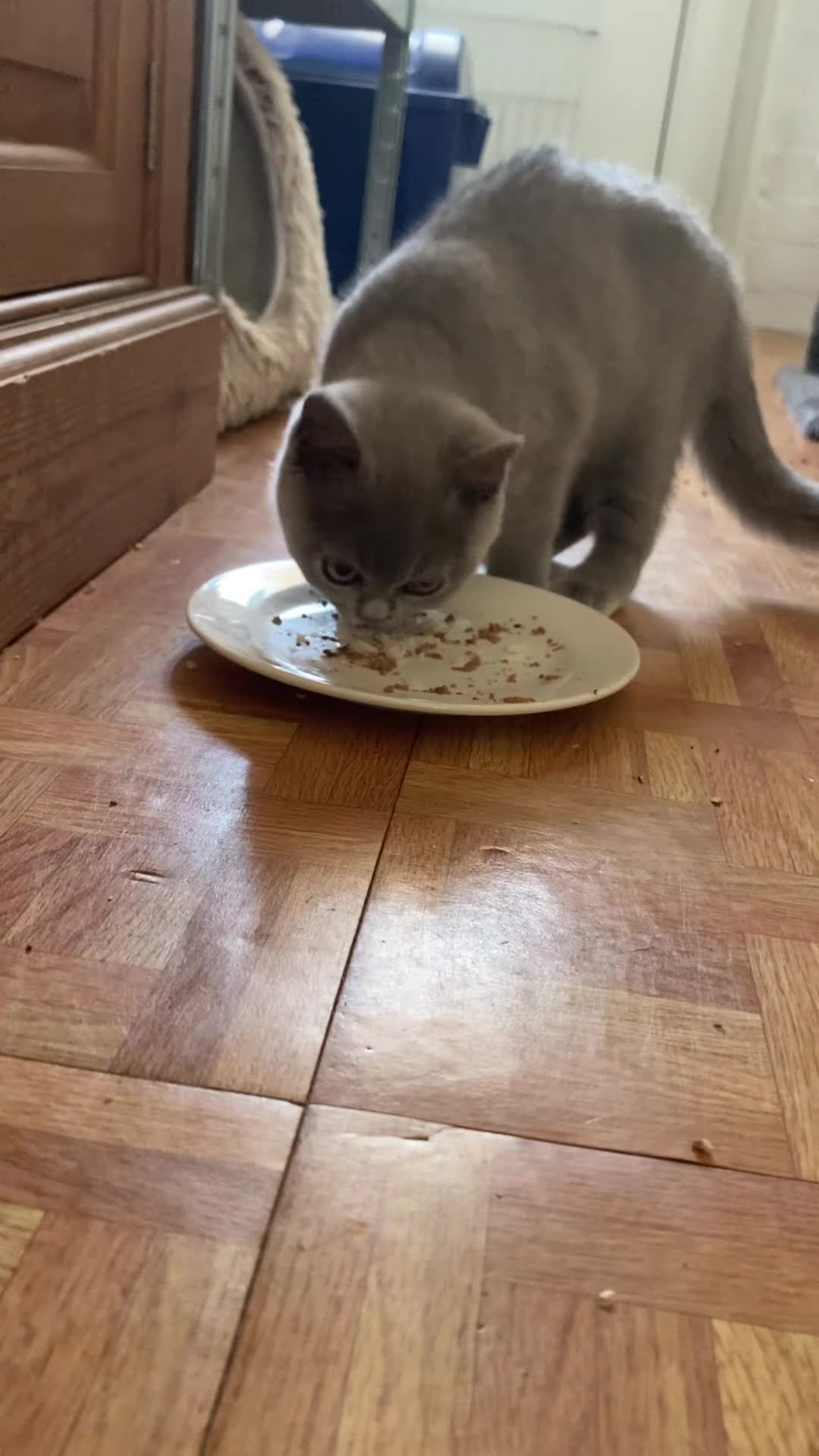 British Shorthair cats for sale: Beautiful Blue British Shorthair Female – £400 - Video 2