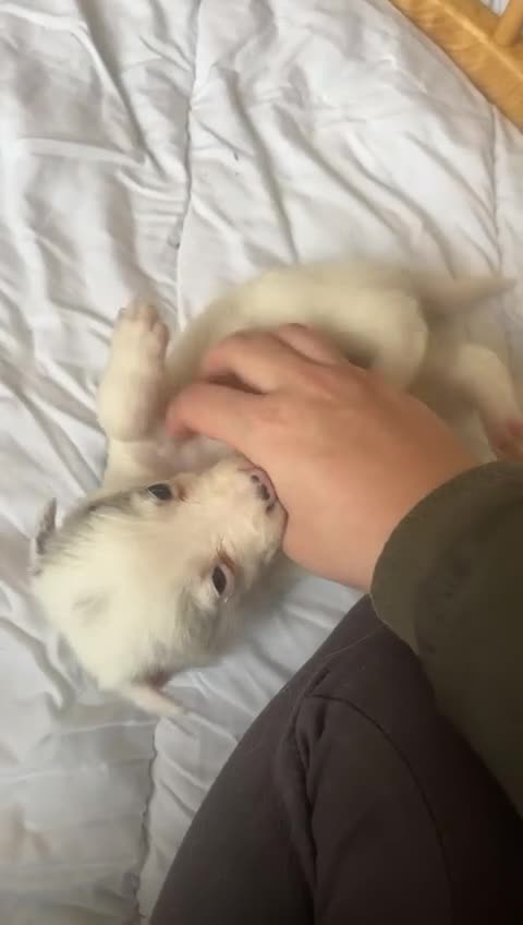 Border Collie dogs for sale: ✨ Last remaining border collie puppy ✨ - Video 1