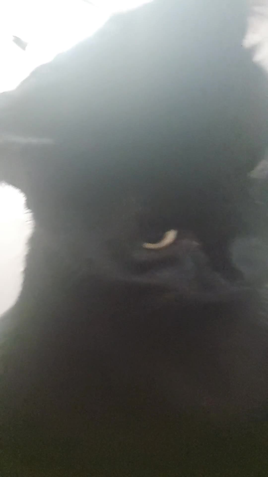 Bombay cats for sale: Black Female Cat - Video 1