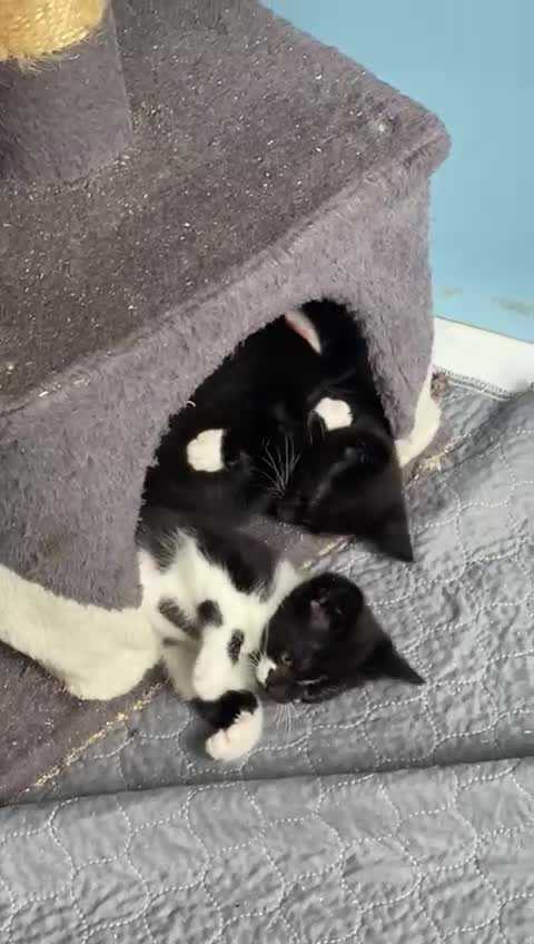 Mixed Breed cats for sale: 2 boys 1 girl left - Video 2