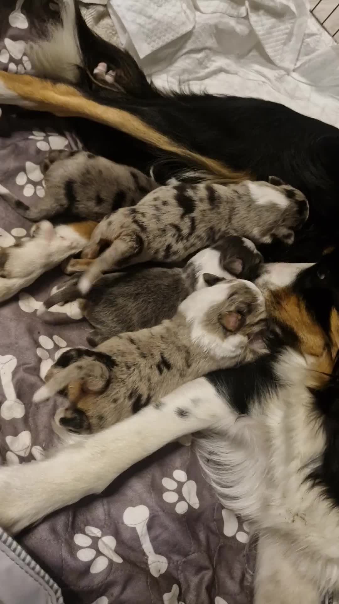Border Collie dogs for sale: Border collie puppies tri-color blue merles  - Video 1