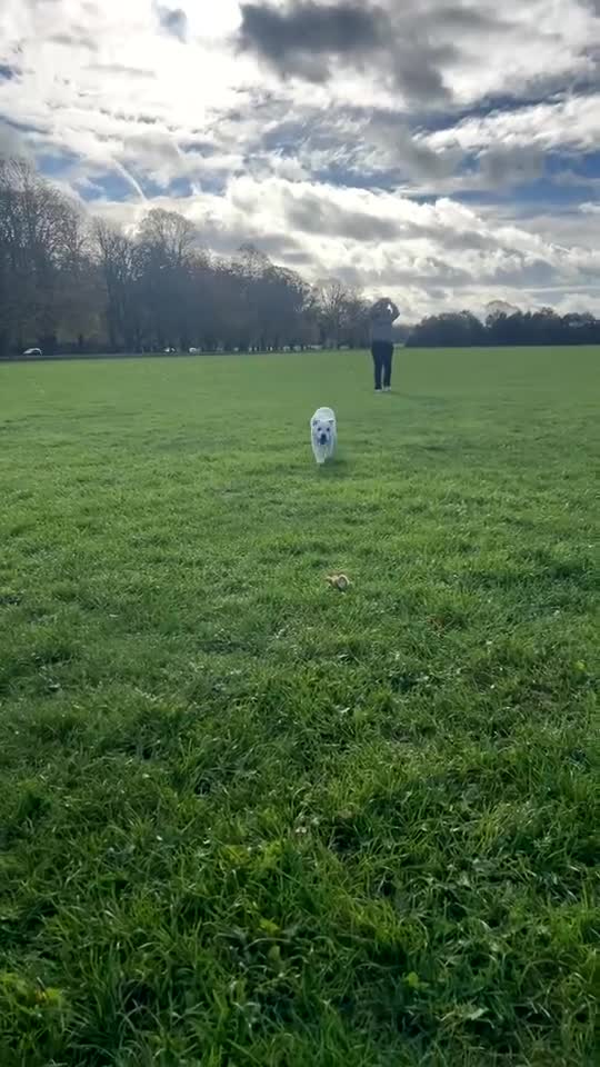 Labrador Retriever dogs for sale: Labrador Retriever - Bella  - Video 1