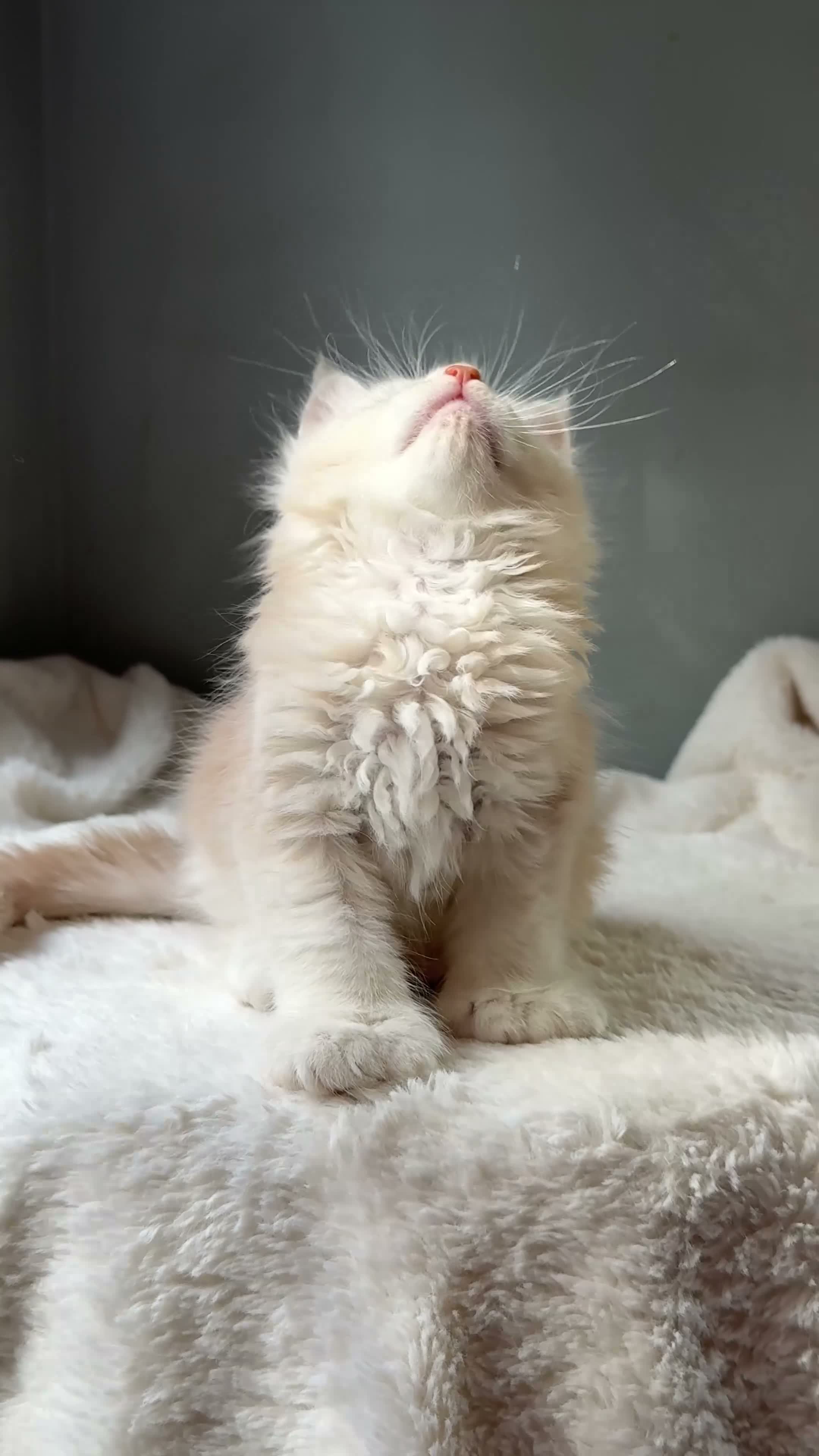 Maine Coon cats for sale: Beautiful litter of 7 Maine Coon kittens  - Video 2