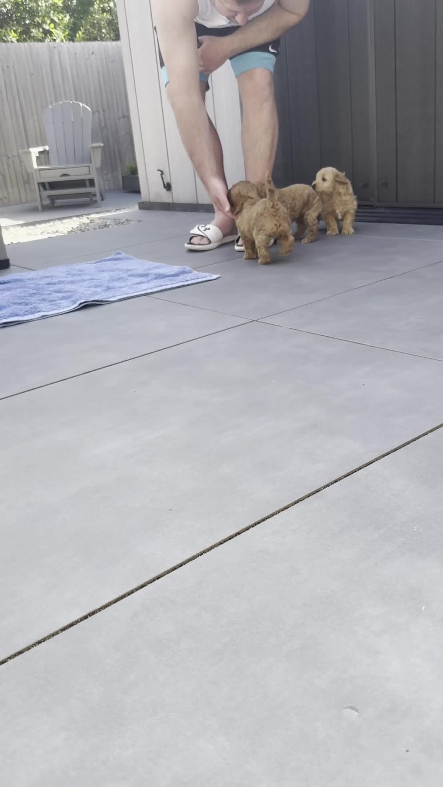 Cockapoo dogs for sale: ONLY 1 LEFT - Toy Cockapoo GIRL Available Now - Video 1