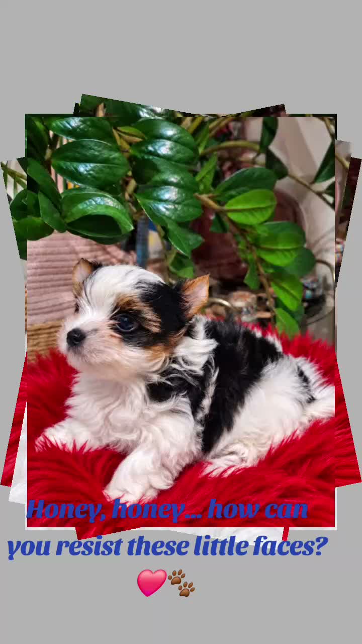 Biewer Terrier dogs for sale: 1 biewer boy Armani available - Video 1