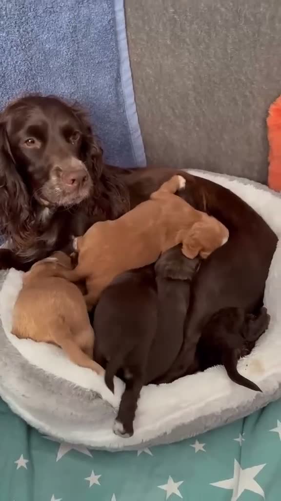 Cocker Spaniel dogs for sale: (ALL BOYS) Beautiful Cocker Spaniel Puppies - Video 1