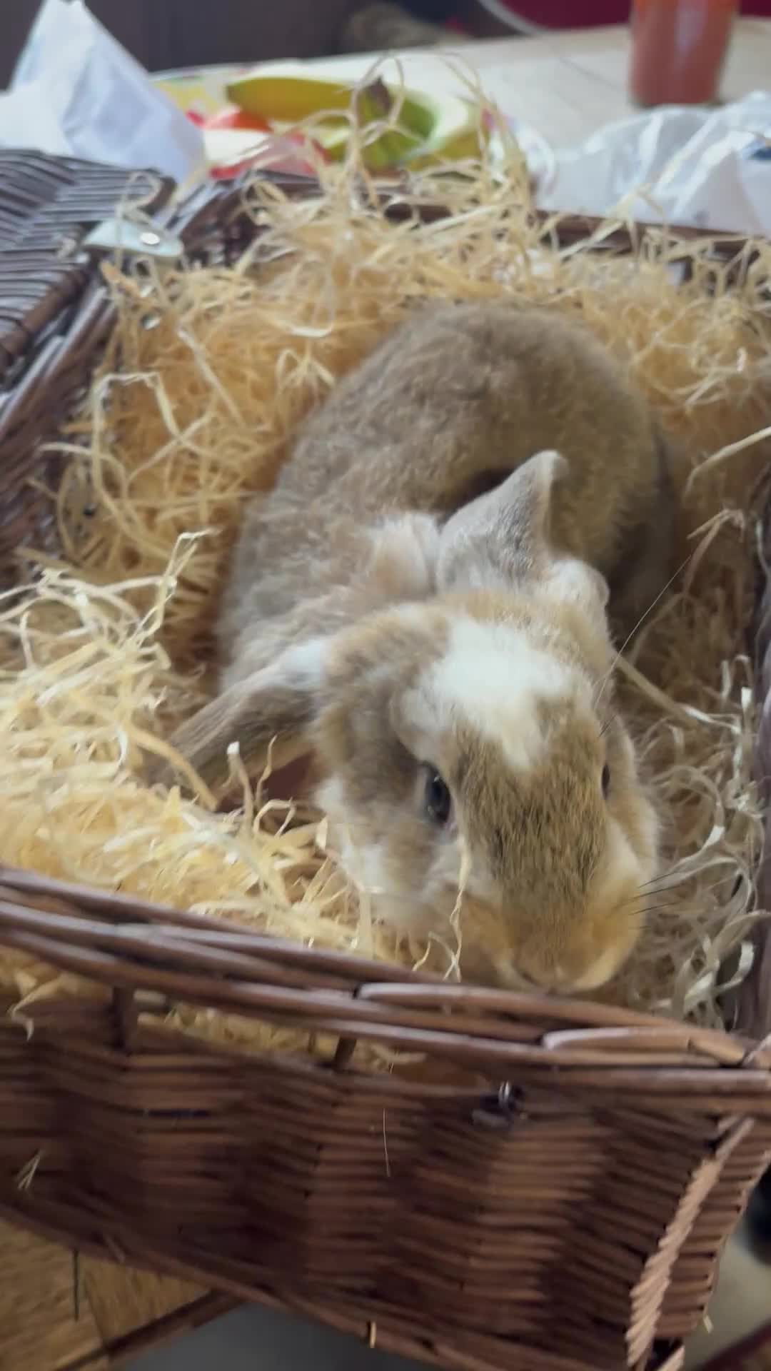 French Lop rabbits for sale: Beautiful baby giant lops - Video 4