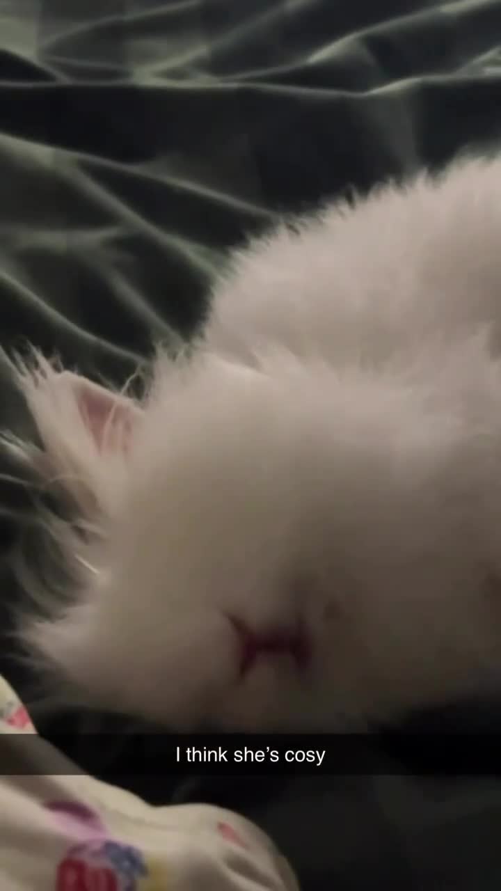 Lionhead rabbits for sale: 4 month old female lionhead  - Video 1