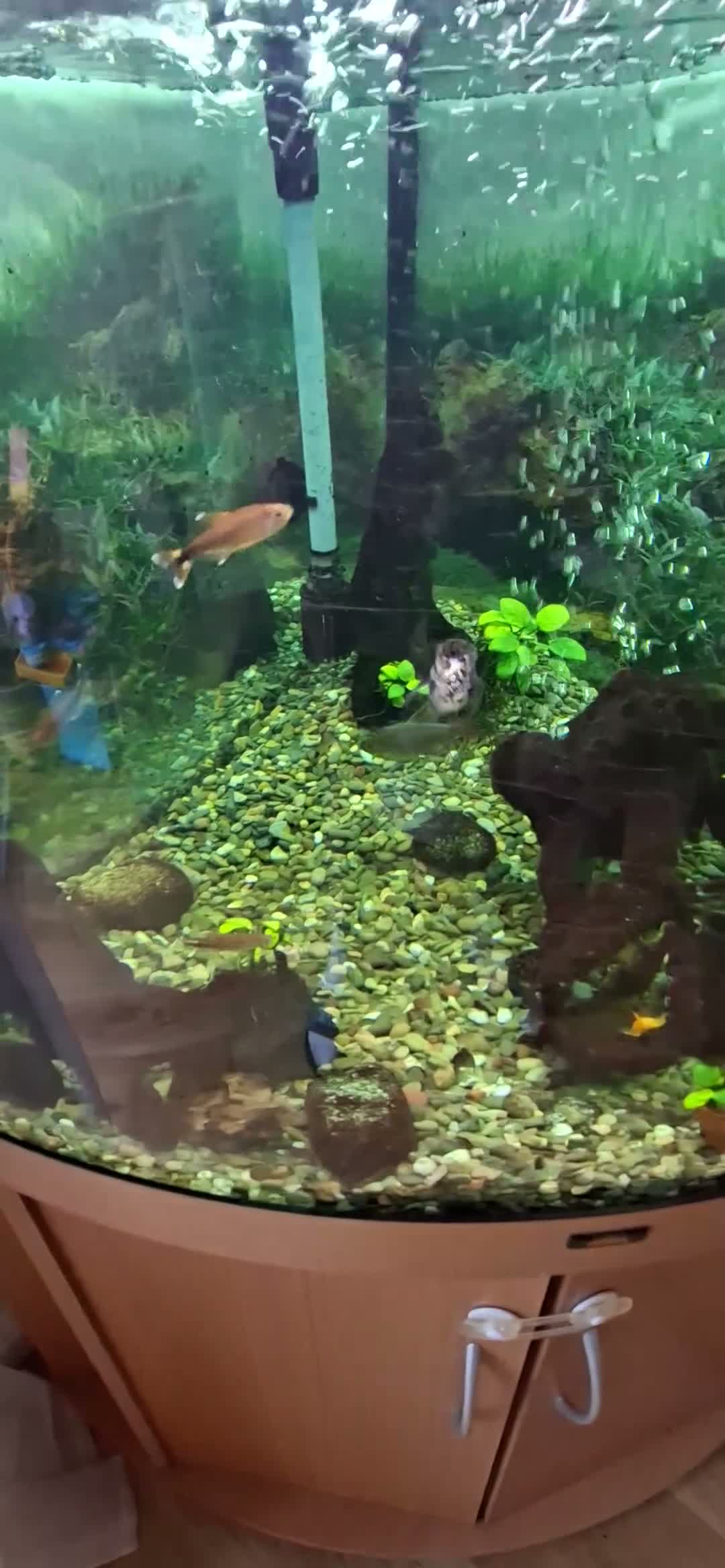 Tetras fish for sale: Corner tank inc fish in Whitchurch - Video 1