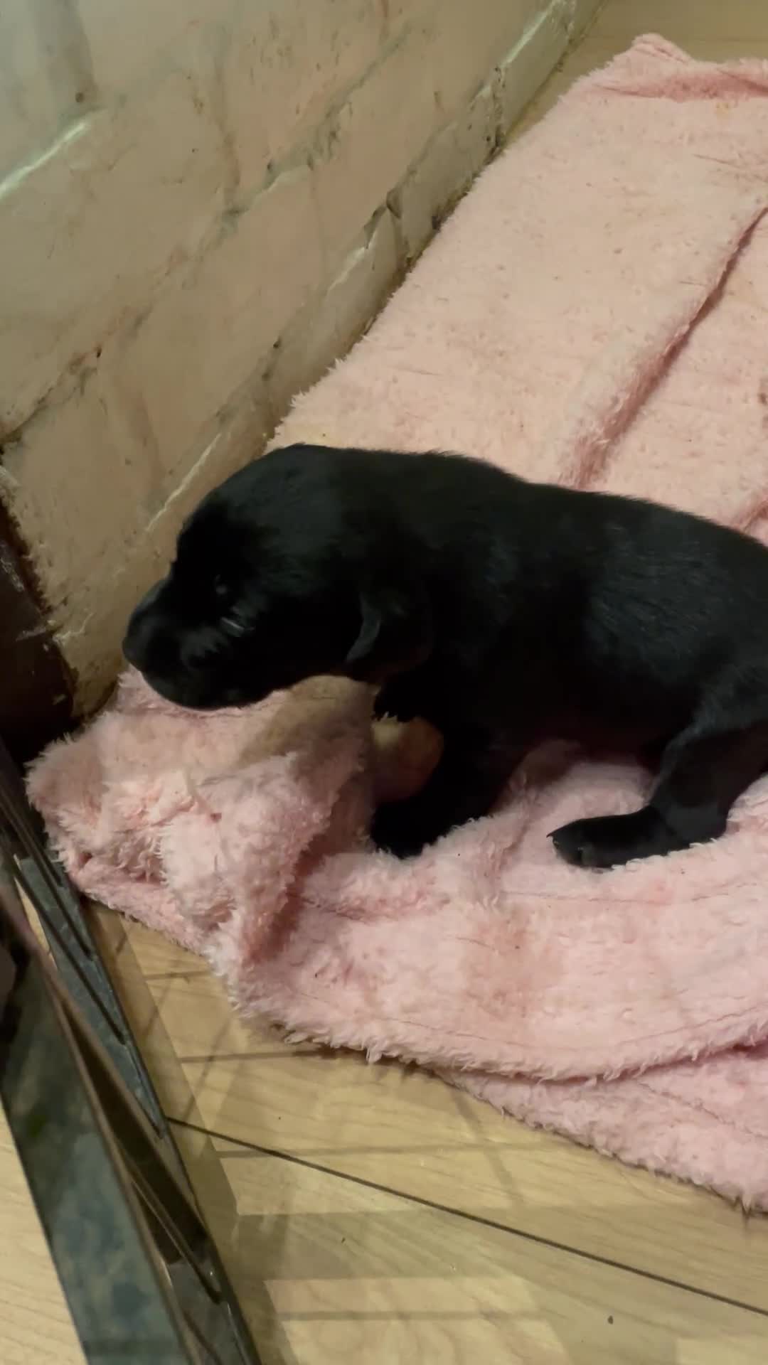 Labrador Retriever dogs for sale: Labrador retriever puppies  - Video 2
