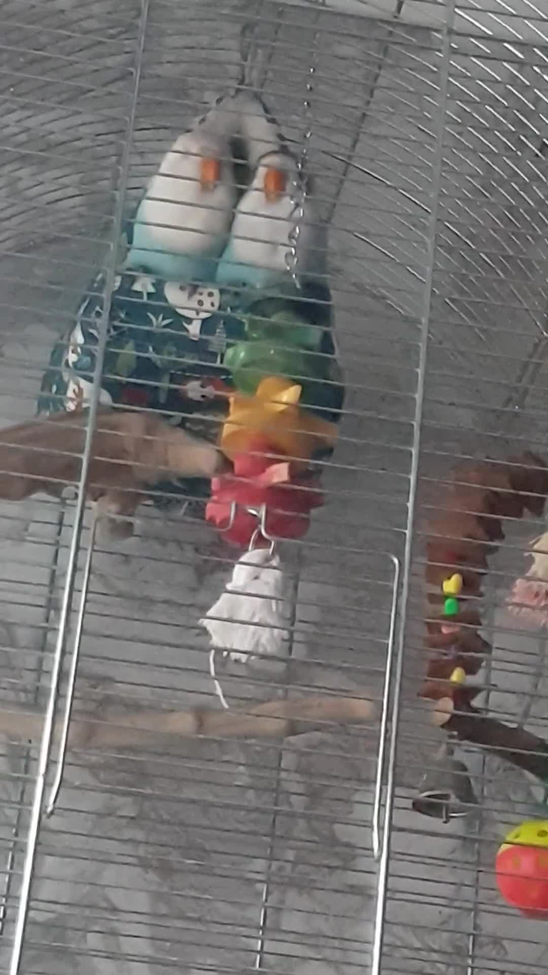 Lovebirds birds for sale: 2 baby lovebirds for sale - Video 1