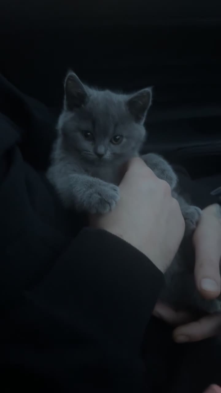 British Shorthair cats for sale: British shorthair kittens  - Video 5