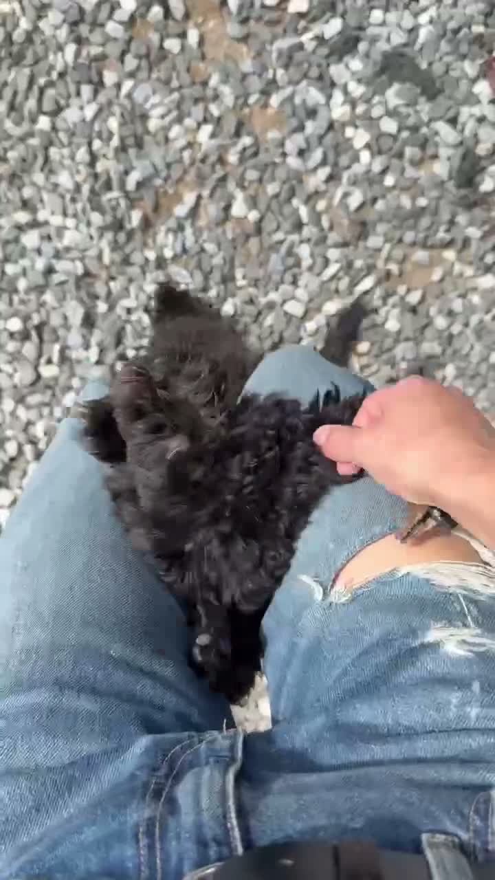 Cockapoo dogs for sale: Cockapoo  - Video 2