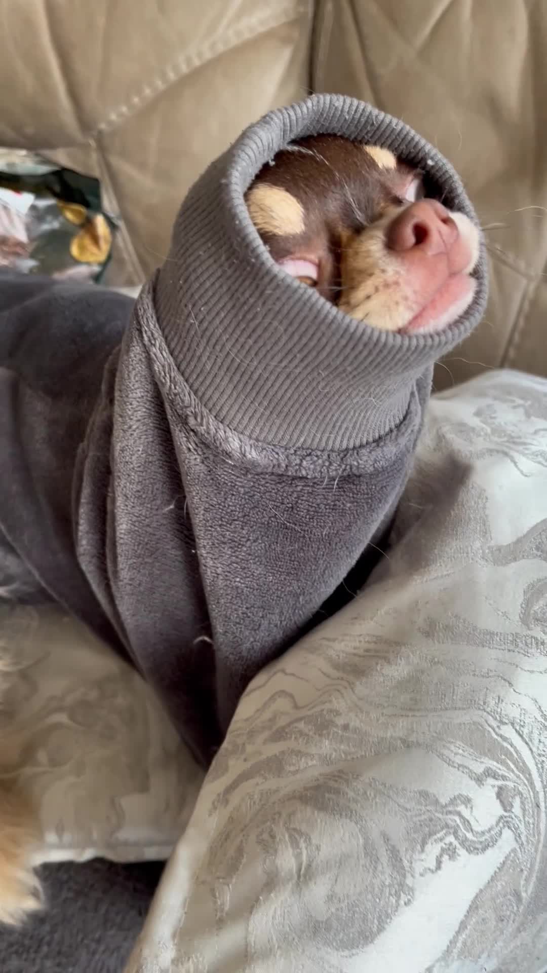 Chihuahua dogs for stud: Apple head chihuahua for stud duties  - Video 1