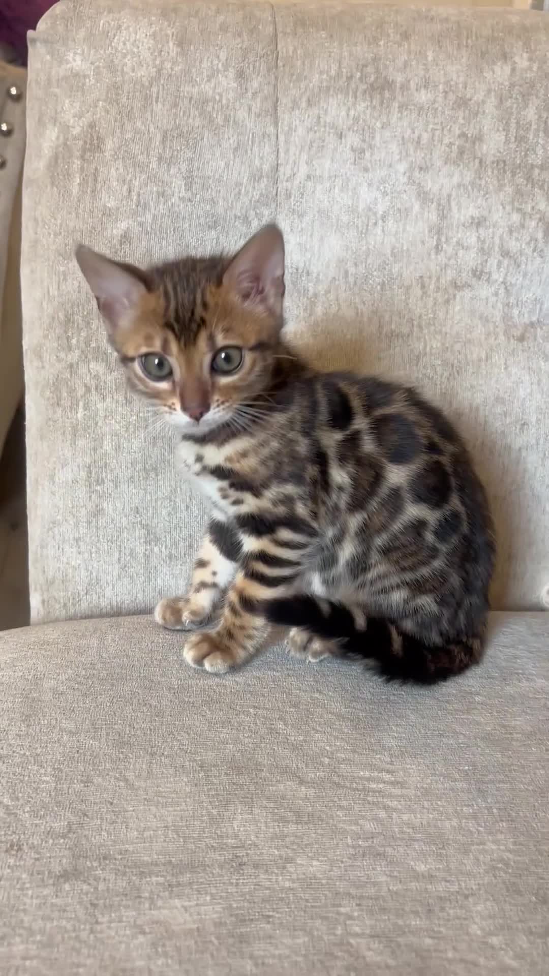 Bengal cats for sale: Pure bred Glitter Coat Bengal Kittens  - Video 2