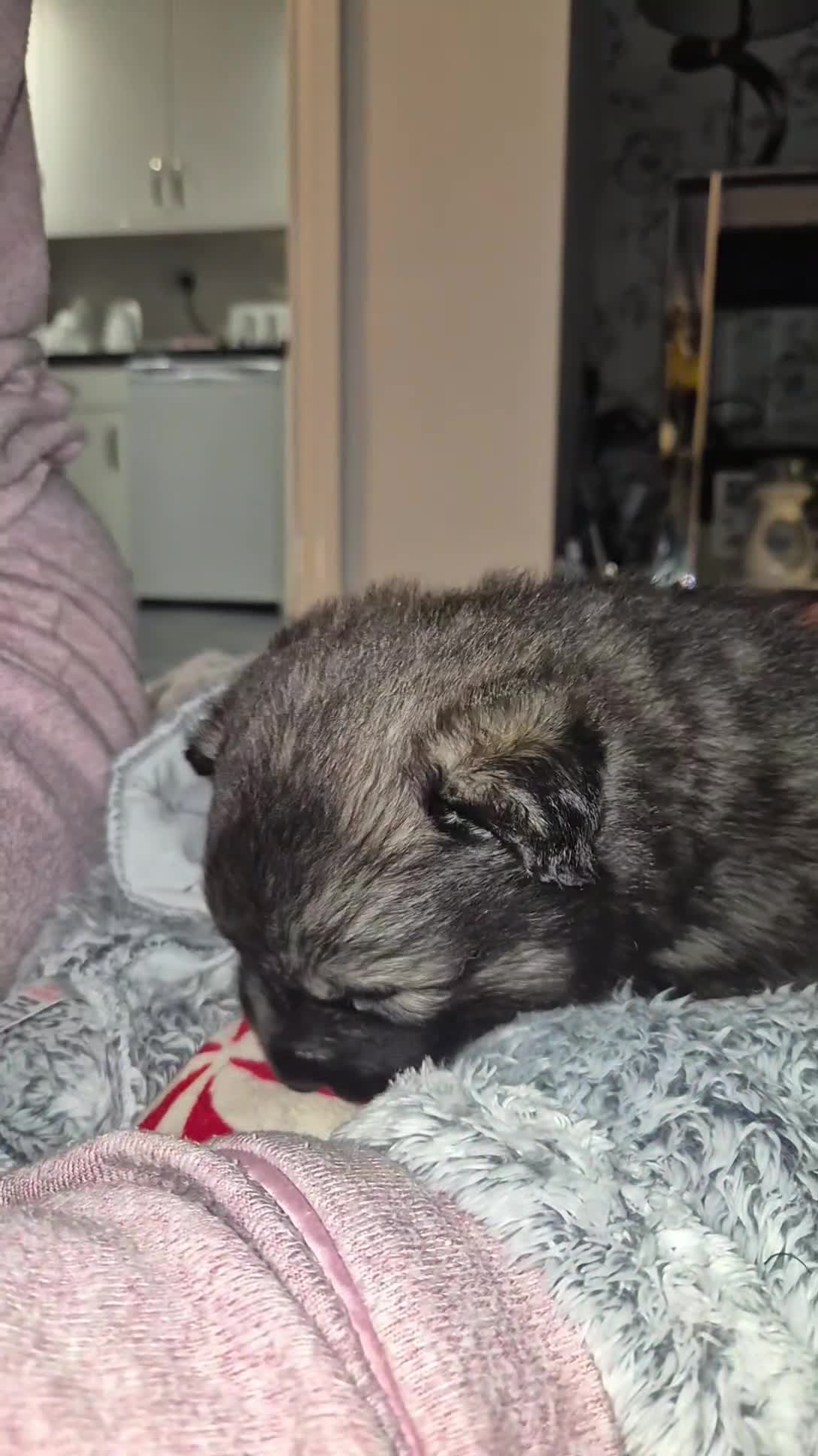 Pomsky dogs for sale: F2 blue eyed female pomsky - Video 1