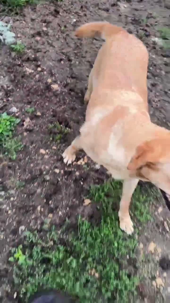 Labrador Retriever dogs for sale: Lovely KC reg, health tested yellow Labrador  - Video 2