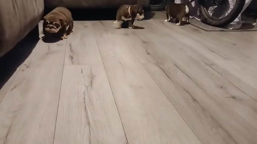 English Bulldog dogs for sale: TOP CLASS  English Bull Dog puppies  - Video 1