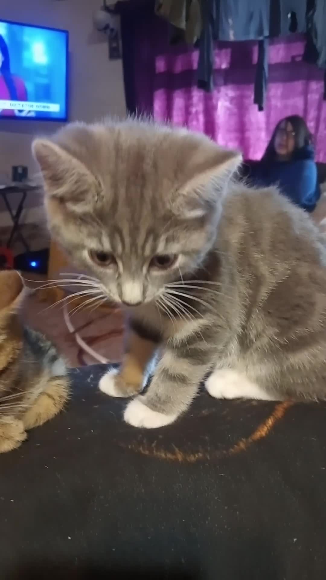 Mixed Breed cats for sale: Bengal x British Short Hair  - Video 1