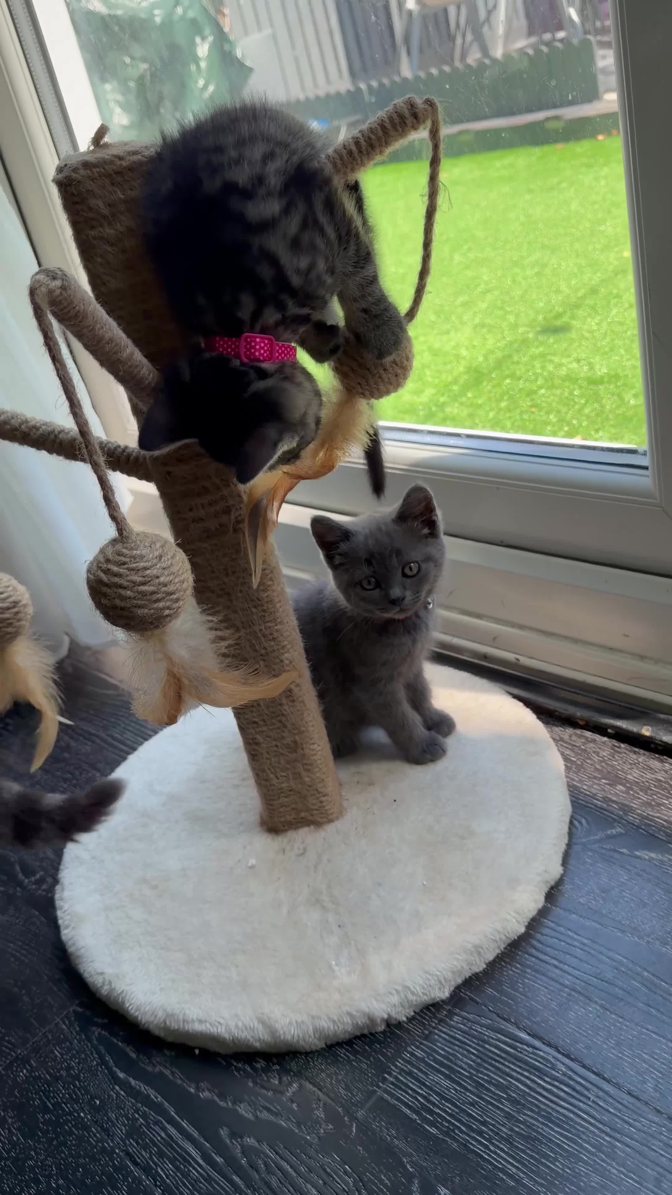 British Shorthair cats for sale: 5 beautiful BSH kittens, 2 girls & 1 boy left - Video 1
