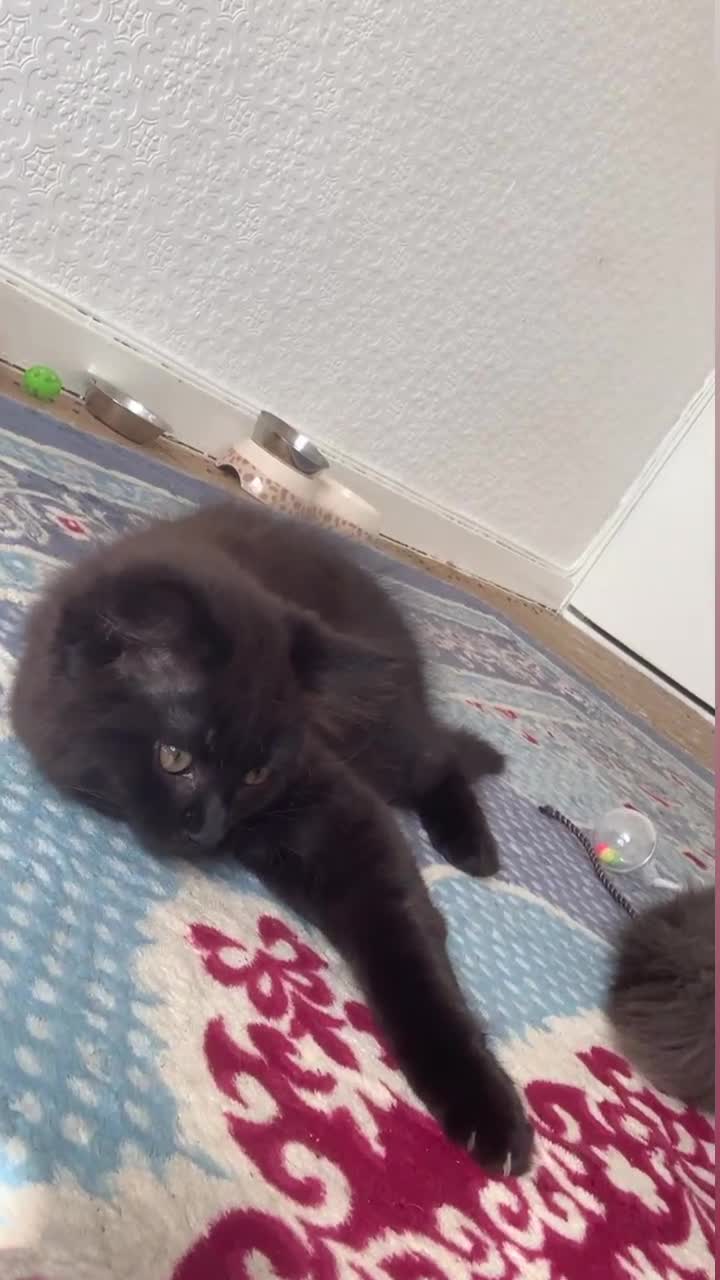 British Longhair cats for sale: British longhair kitten  - Video 5