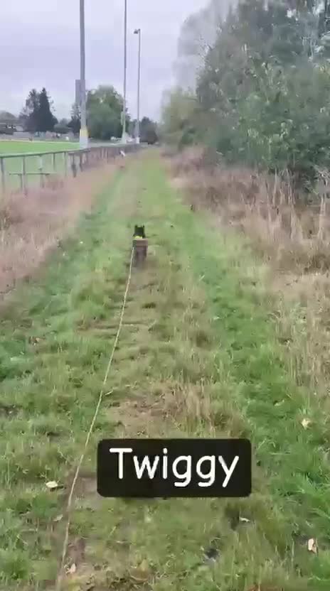 Mixed Breed dogs for adoption: 💖🐶 TWIGGY – A Happy Little Spirit🐶💖 - Video 3