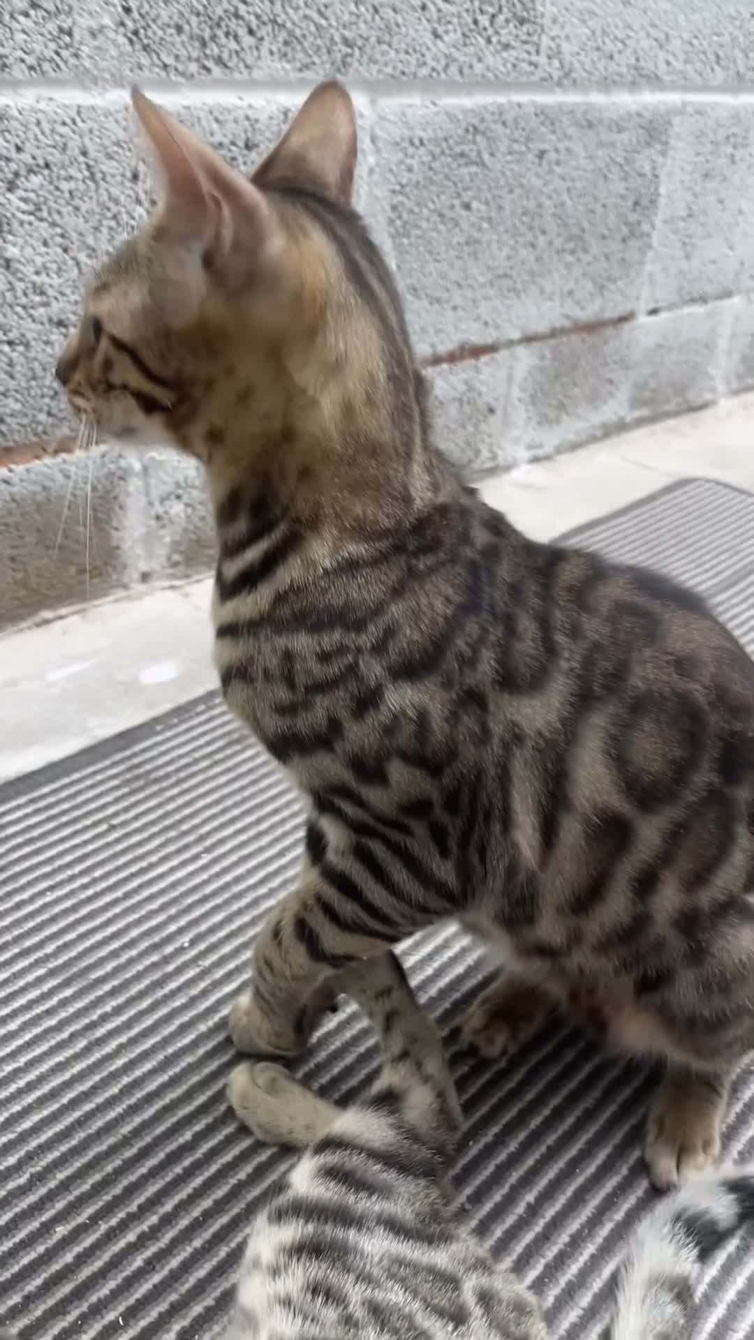 Bengal cats for sale: 2 year old glittery pearl  - Video 1