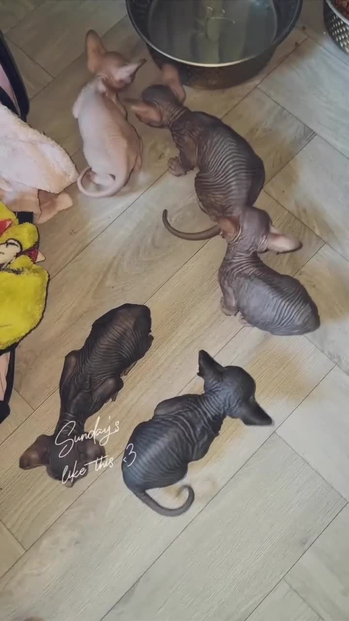 Sphynx cats for sale: Canadian sphynx kittens - Video 2