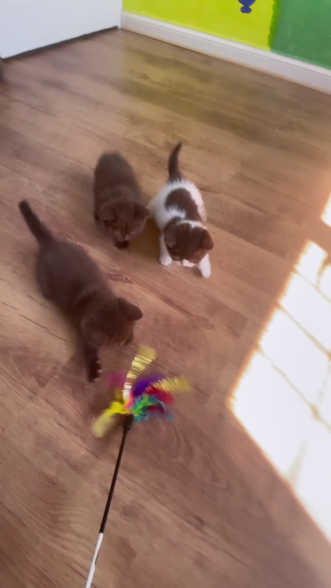 British Shorthair cats for sale: ⭐ Stunning Rare Colour Shorthair Kittens - Video 1