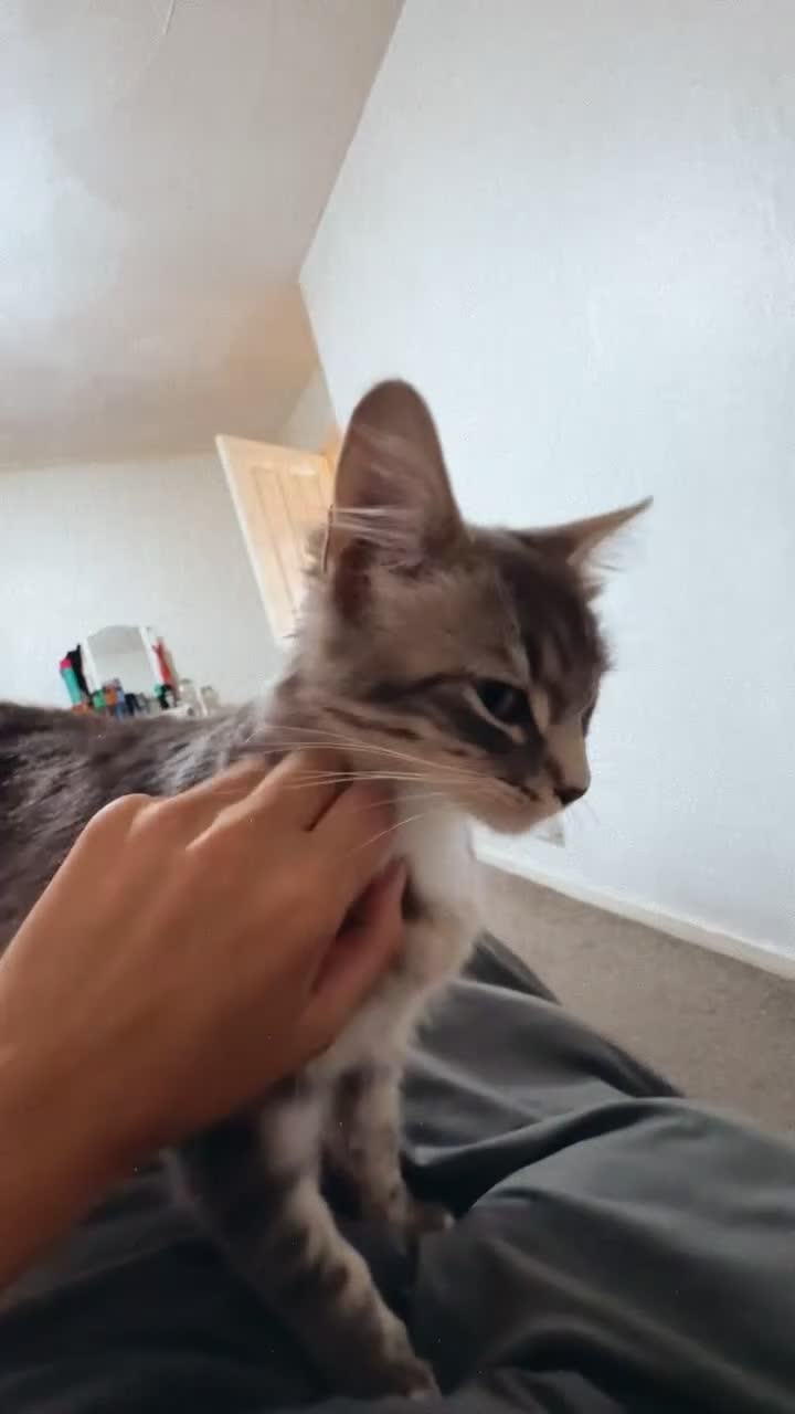 Mixed Breed cats for sale: Long haired Silver tabby and foster kitten - Video 1