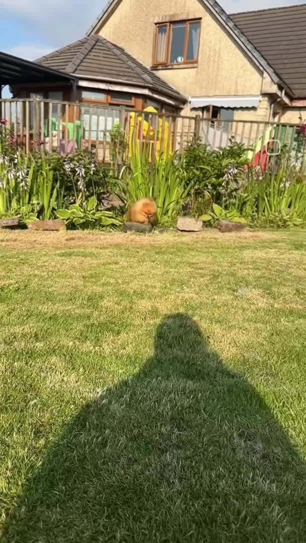 Pomeranian dogs for stud: Absolutely stunning tiny orange sable stud boy in Lanark - Video 1