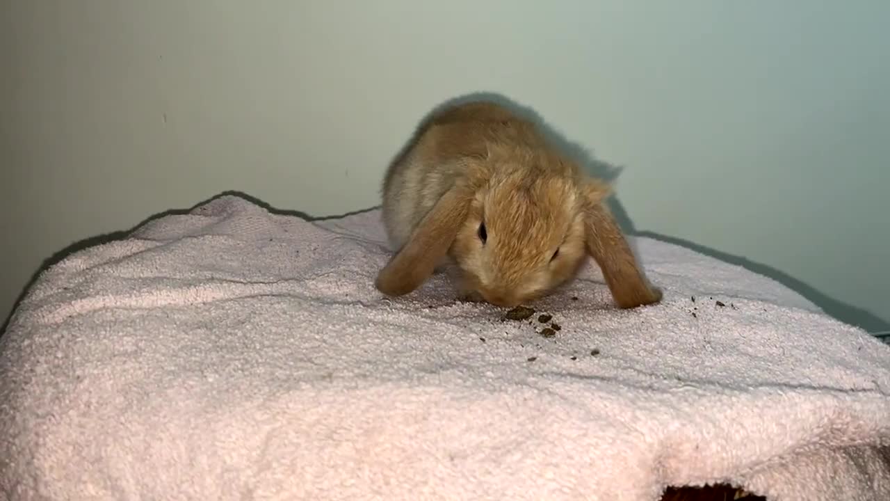 Mini Lop rabbits for sale: Mixed litter of mini lop babies for sale  - Video 3