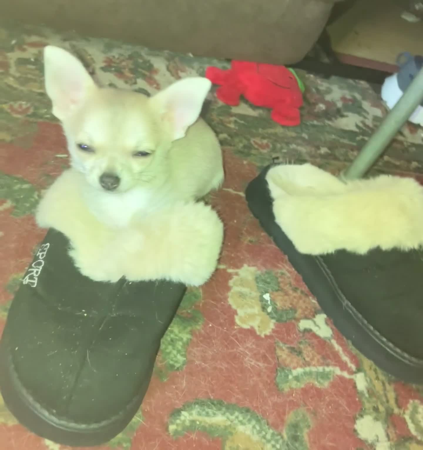 Chihuahua dogs for sale: Short hair Chihuahua - Video 1