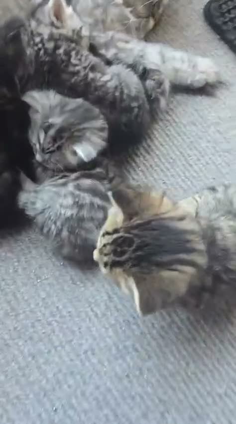 Persian cats for sale: beautiful Persian kittens 5.5 weekss - Video 1
