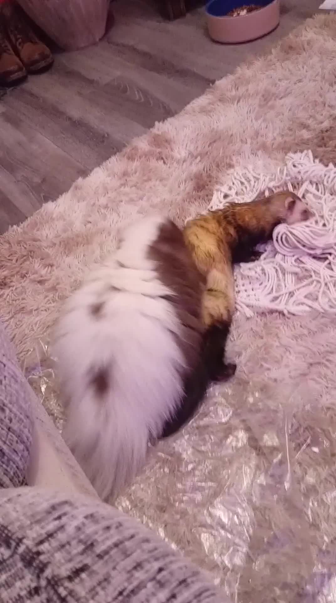 Mixed Breed rodents for sale: Skunk  - Video 1