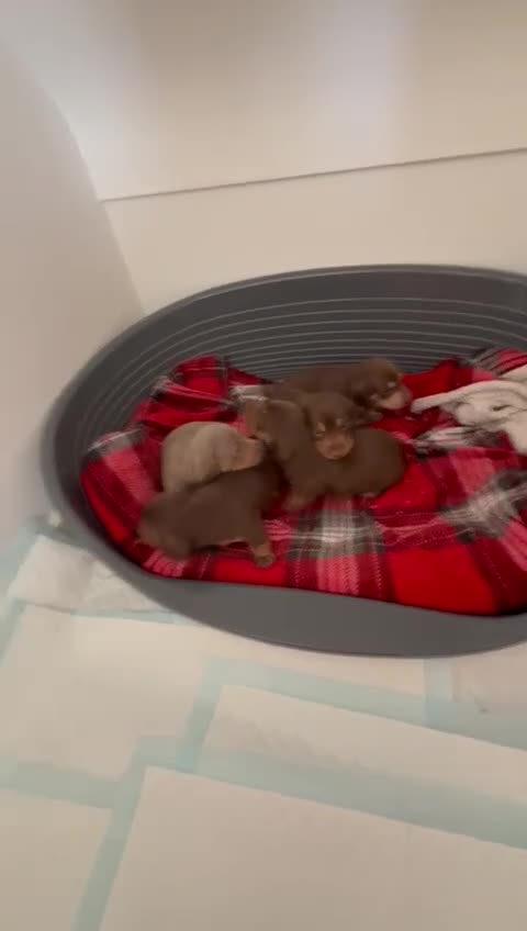 Miniature Dachshund dogs for sale: KC Registered Miniature Dachshund Puppies 🐶 in Liverpool - Video 1