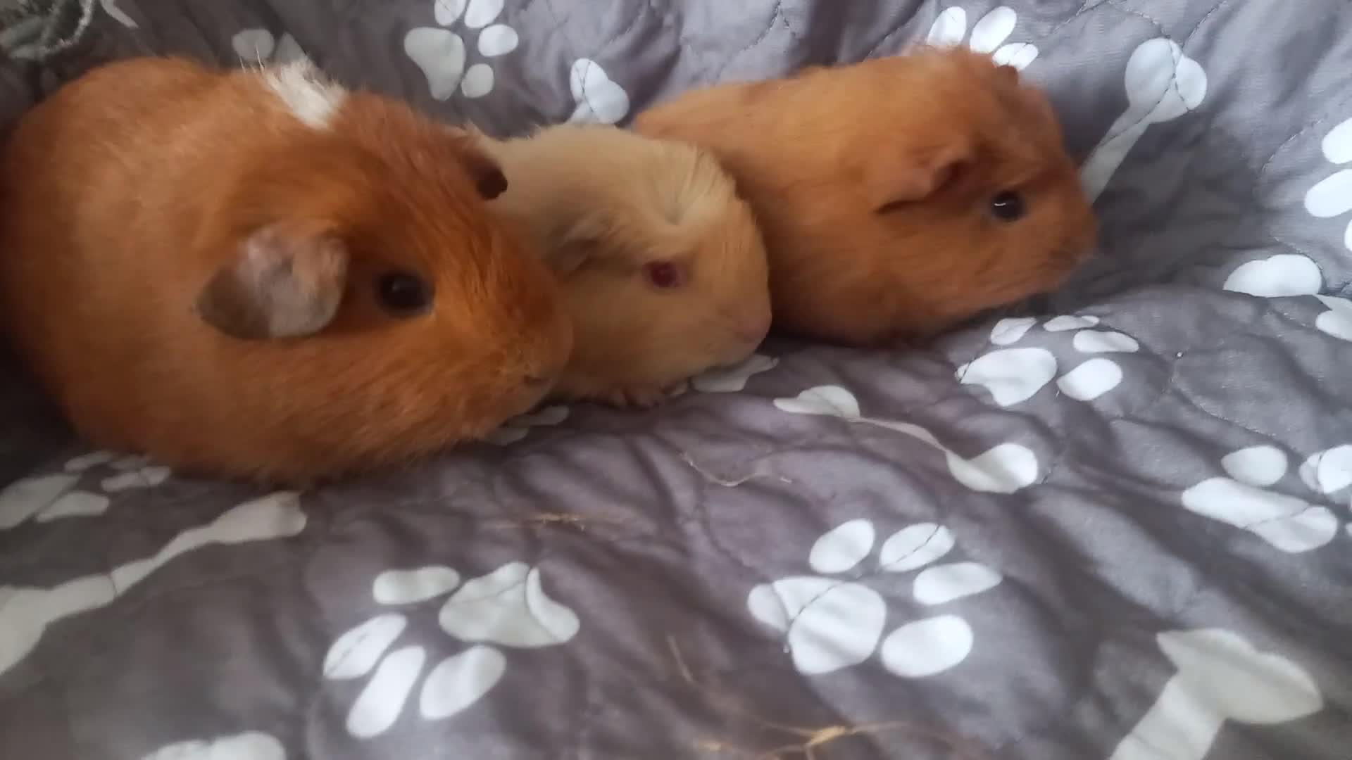 Guinea Pig rodents for sale: Female baby guinea pigs  - Video 1