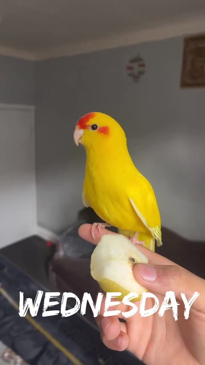 Parrots birds for sale: Beautiful young kakariki  - Video 1