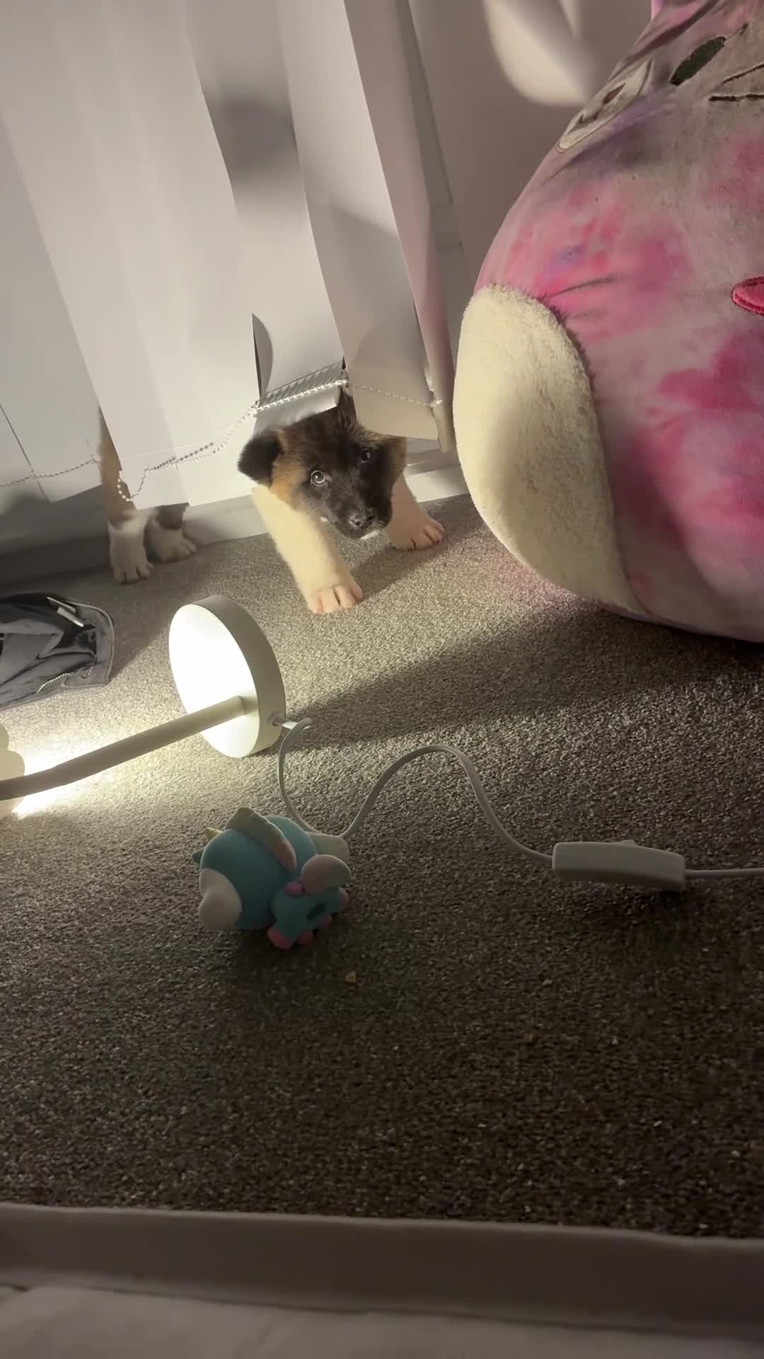 Akita dogs for sale: Likkle Sweetheart Akita Pup - Video 3