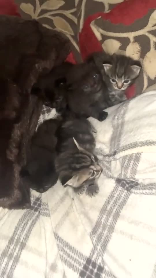 Mixed Breed cats for sale: Female mixed tabby  - Video 2